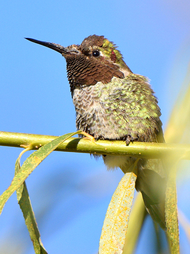 Hummer12.jpg