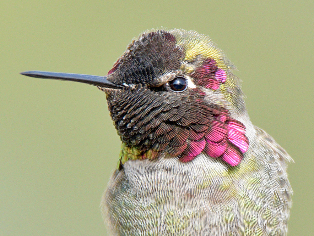 Hummer12.jpg