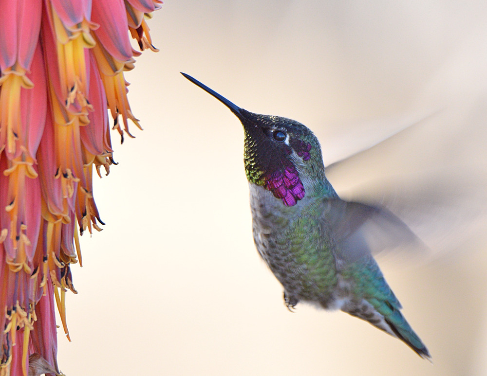 Hummer12.jpg