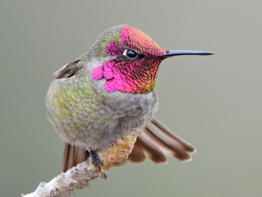 Hummer12.jpg