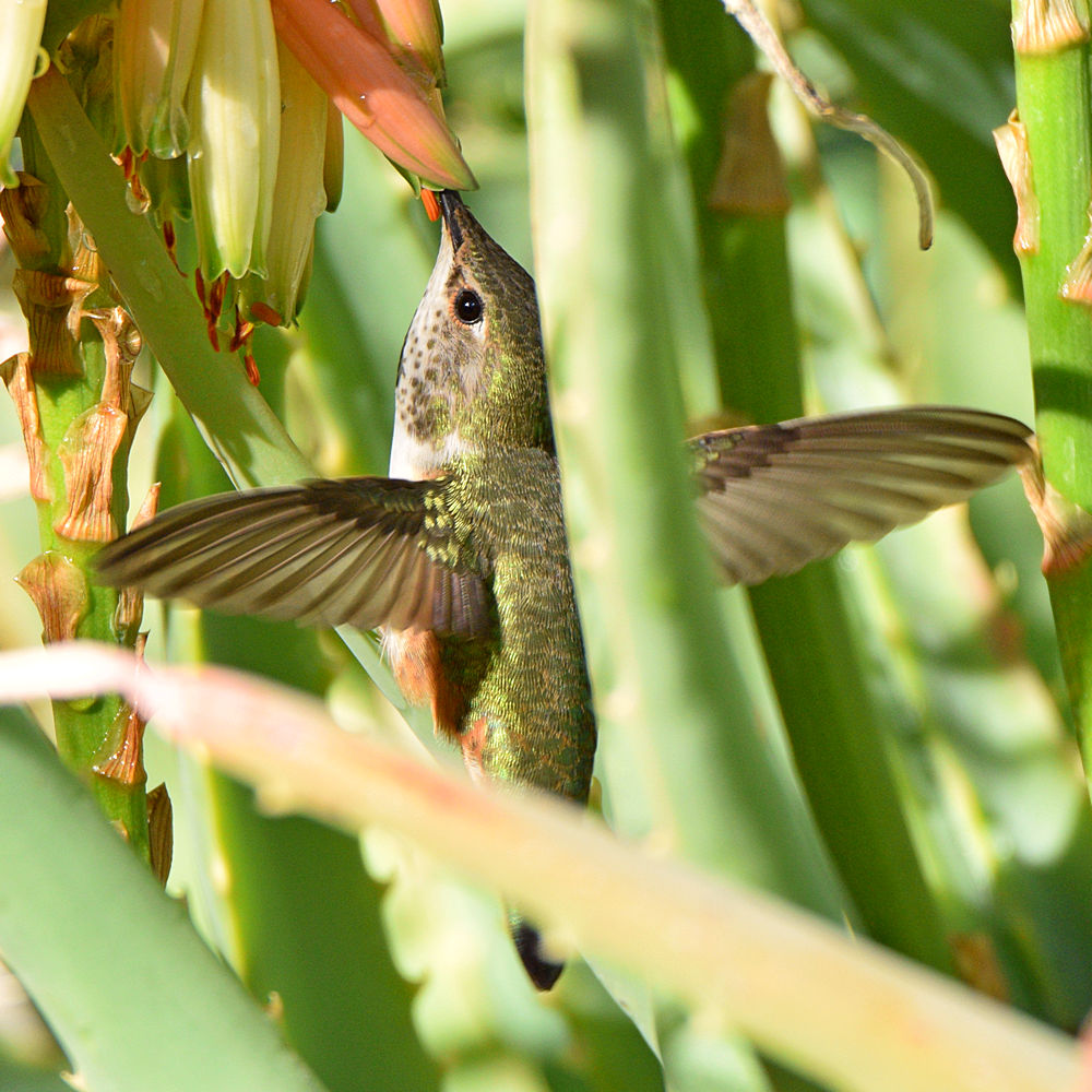 Hummer12.jpg