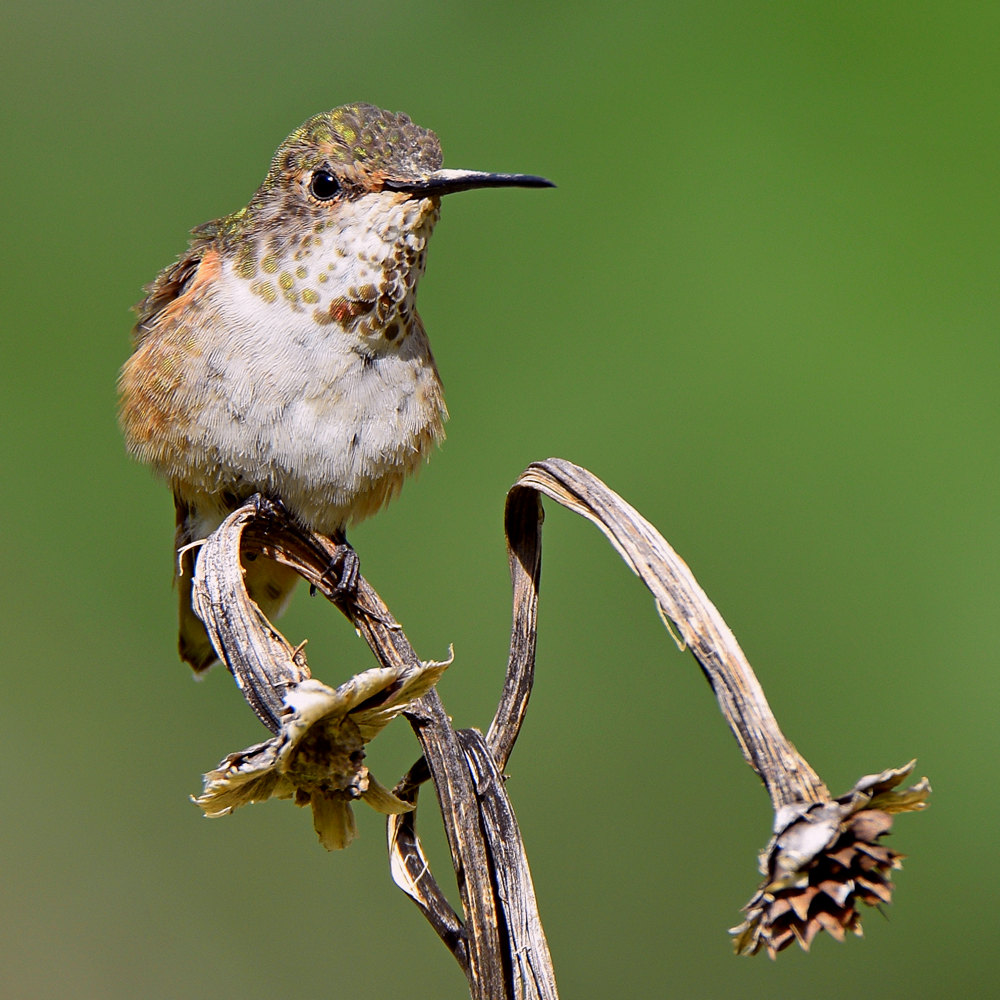 Hummer12.jpg