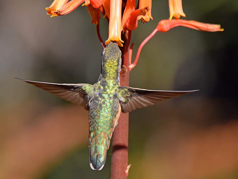 Hummer12.jpg