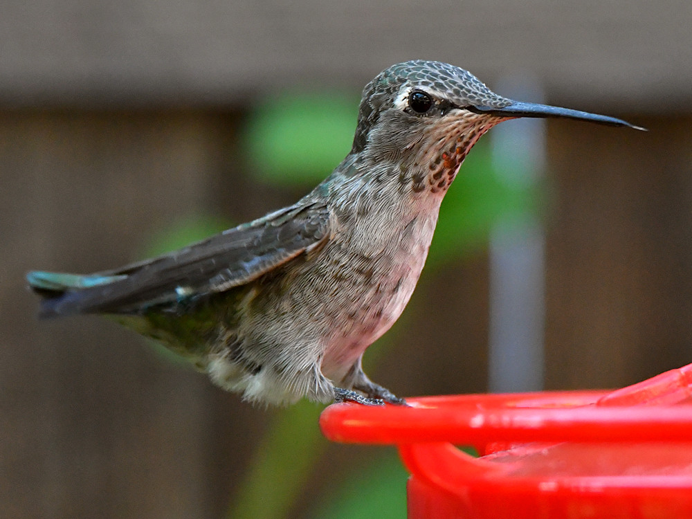 Hummer12.jpg