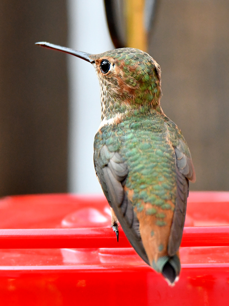 Hummer12.jpg