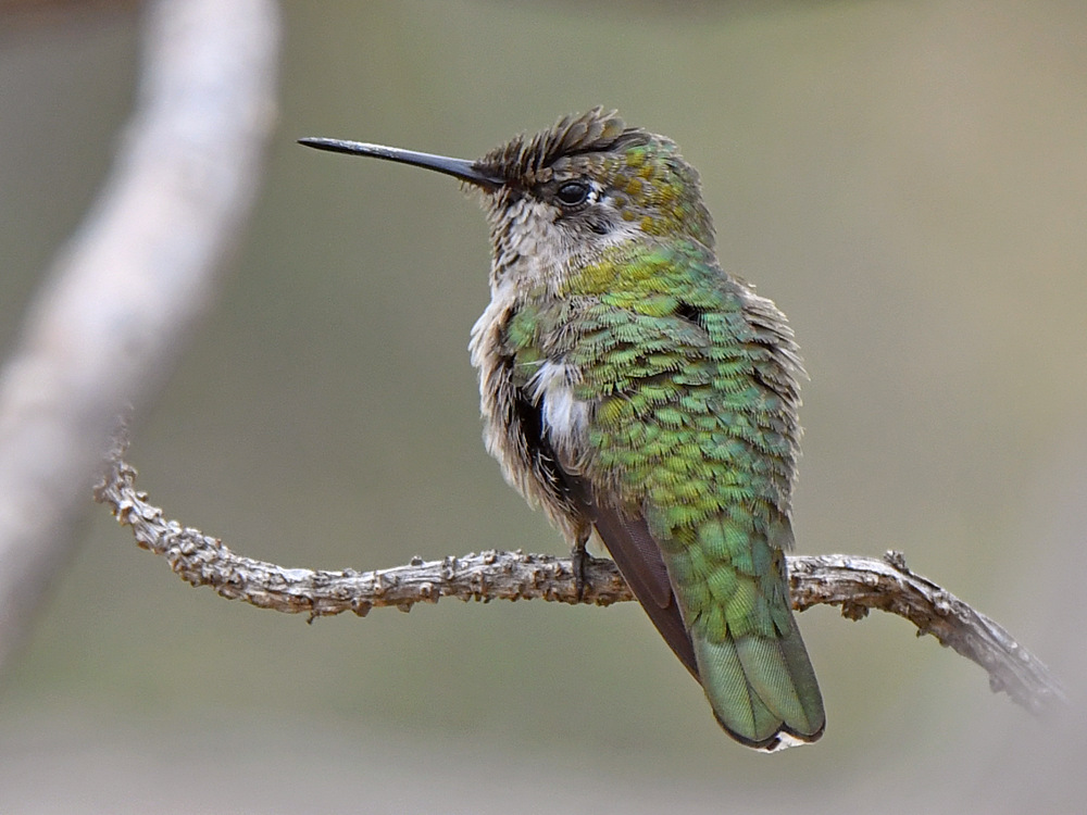 Hummer12.jpg