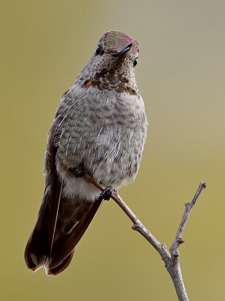 Hummer12.jpg