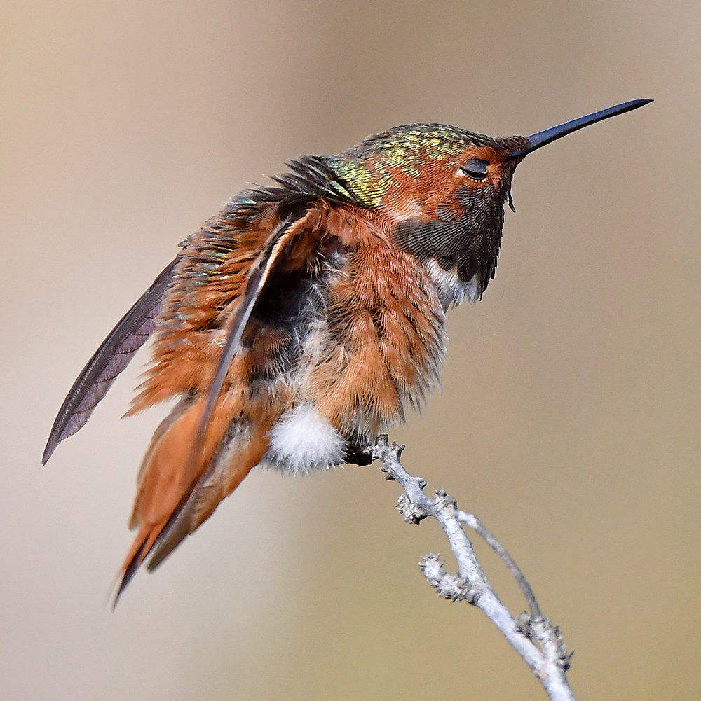 Hummer12.jpg