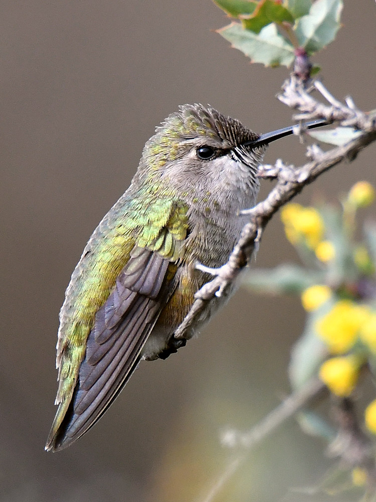 Hummer12.jpg