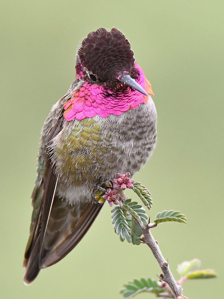 Hummer12.jpg