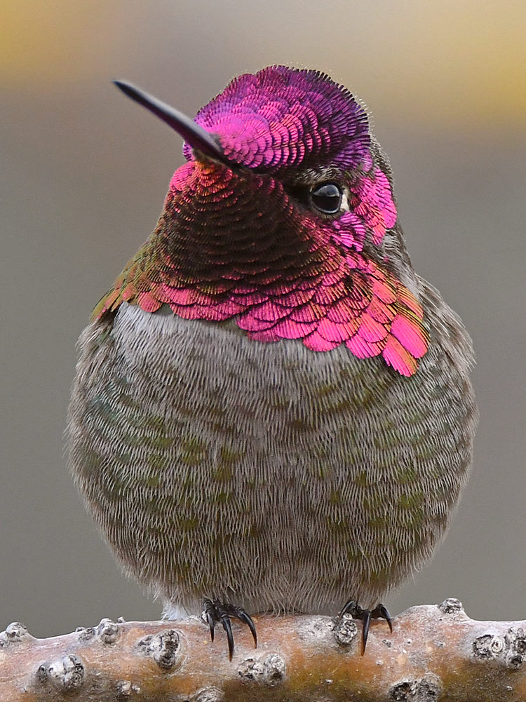 Hummer12.jpg
