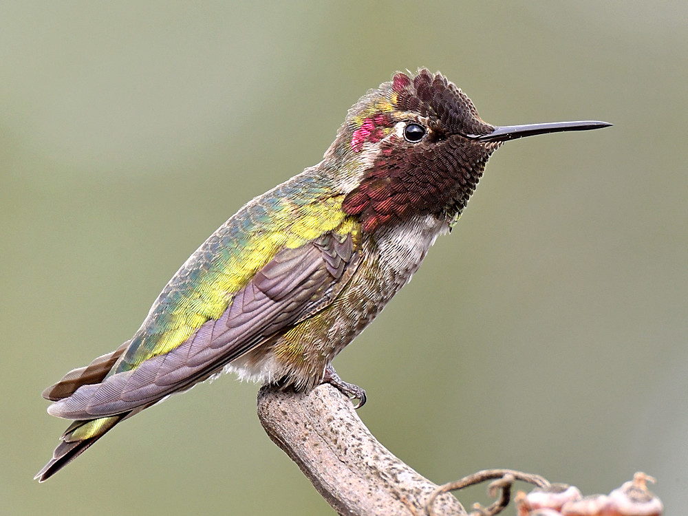 Hummer12.jpg