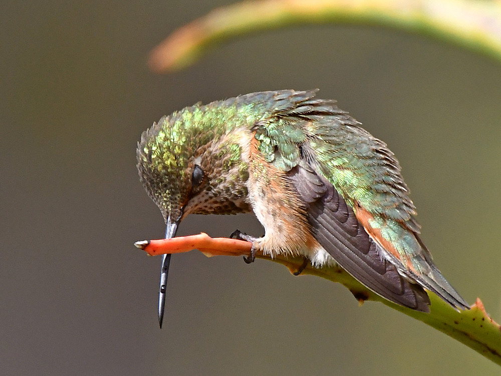 Hummer12.jpg