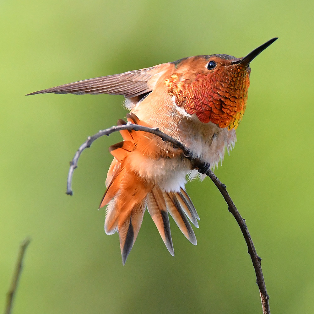 Hummer12.jpg
