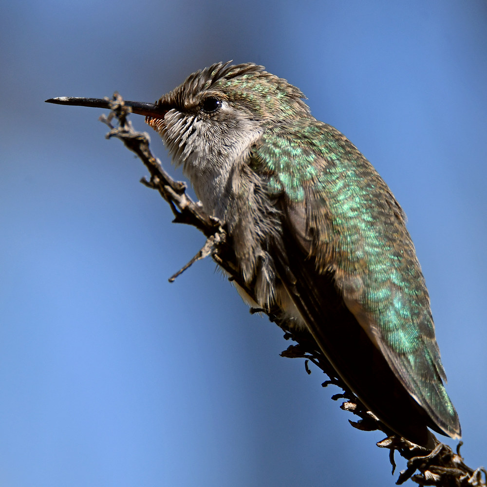 Hummer12.jpg