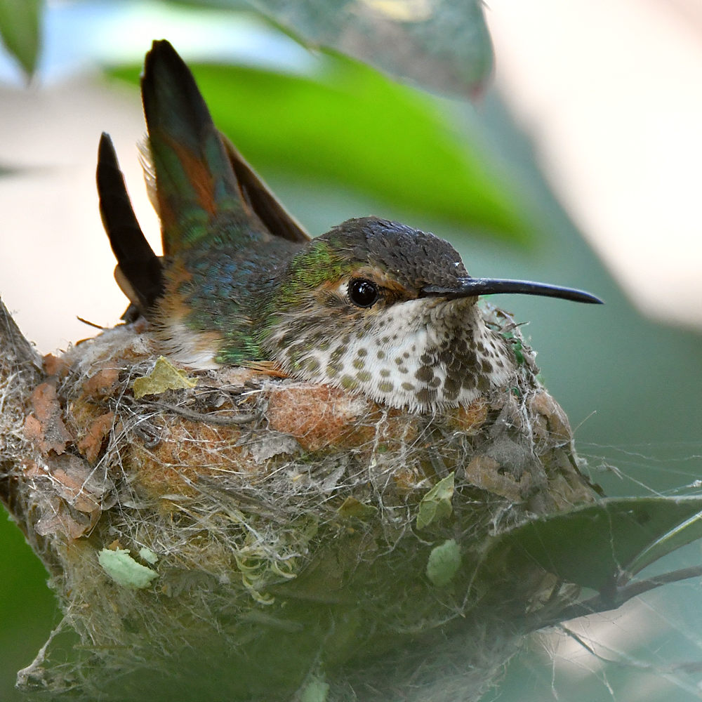 Hummer12.jpg