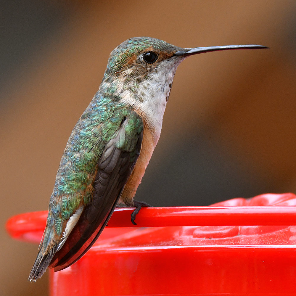 Hummer12.jpg