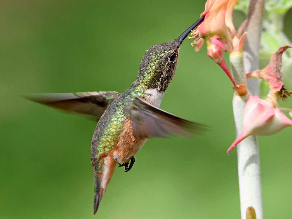 Hummer12.jpg