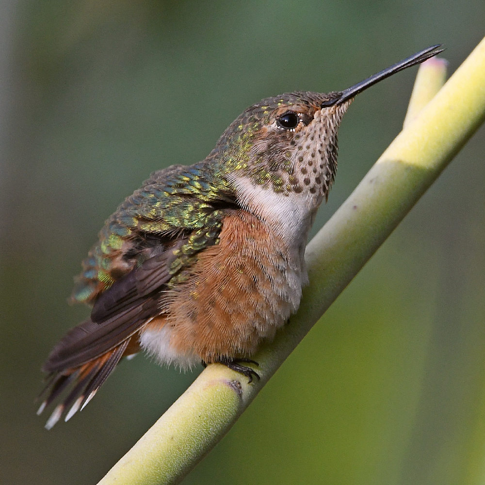 Hummer12.jpg