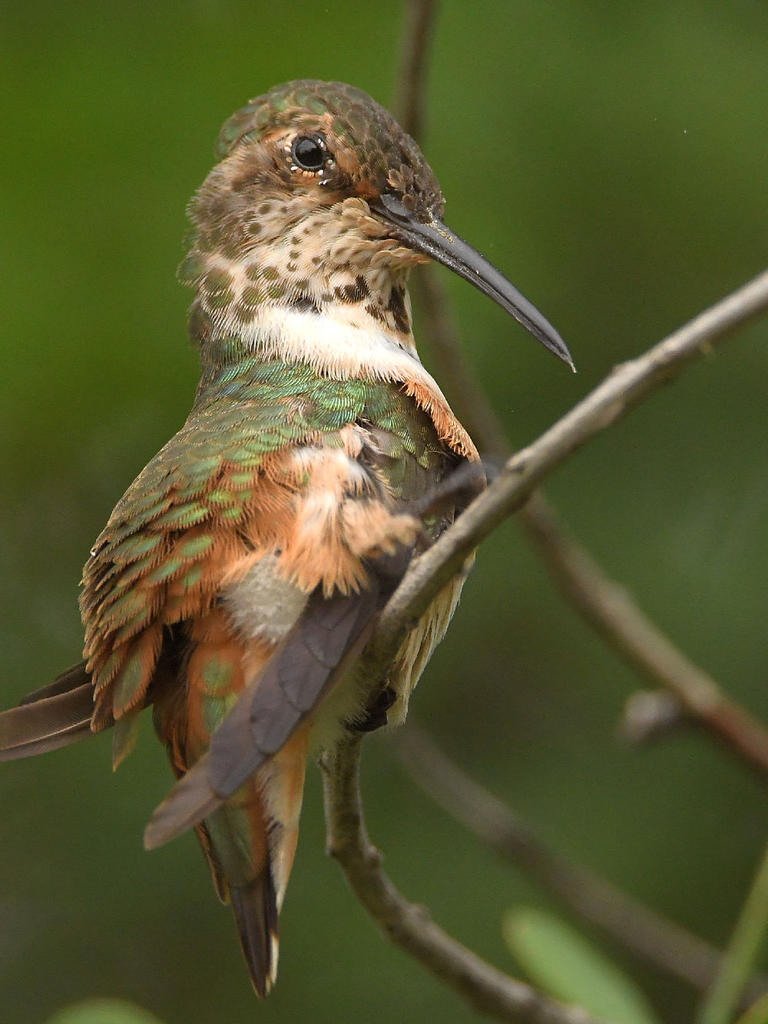 Hummer12.jpg