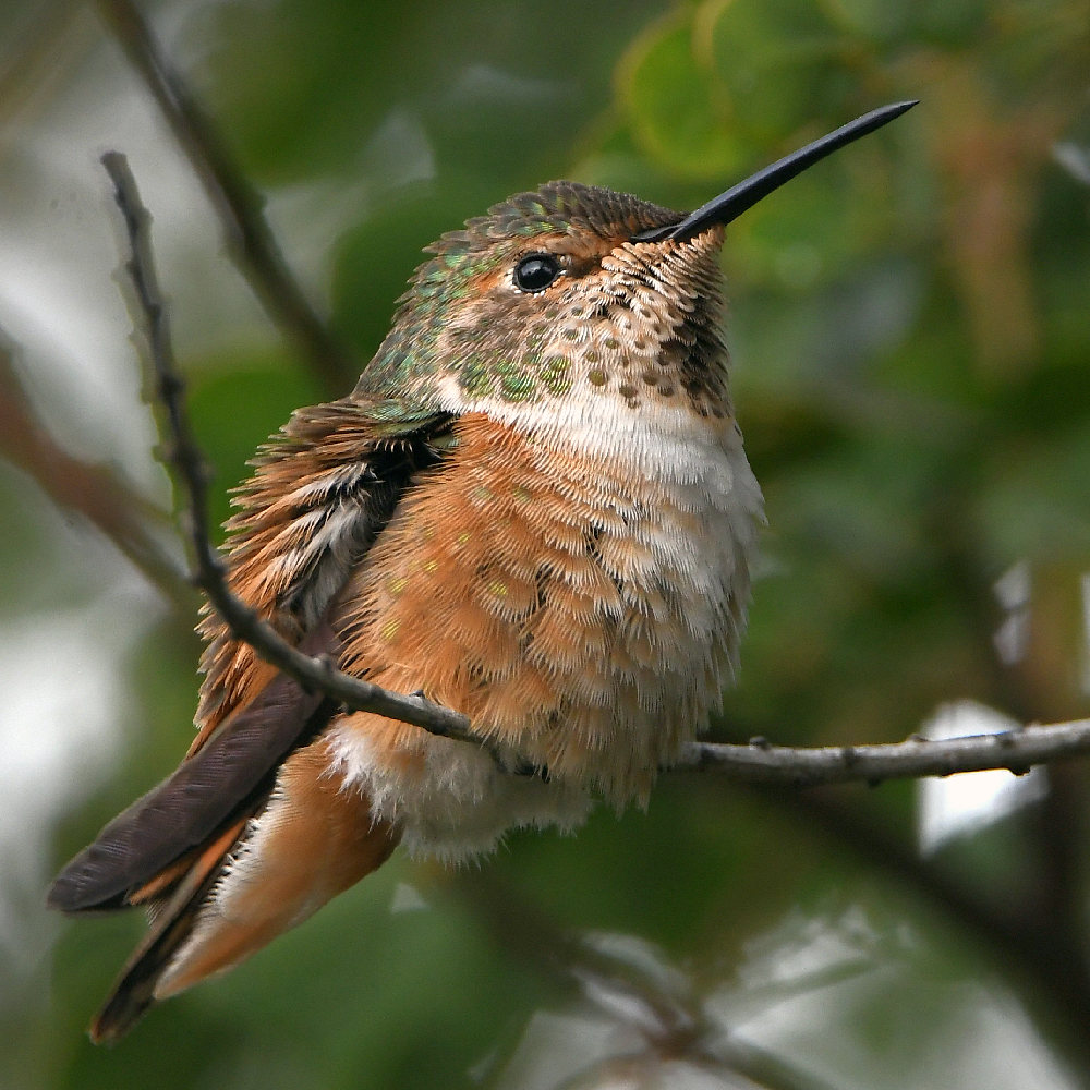 Hummer12.jpg
