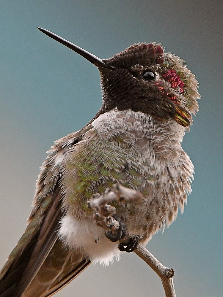 Hummer12.jpg
