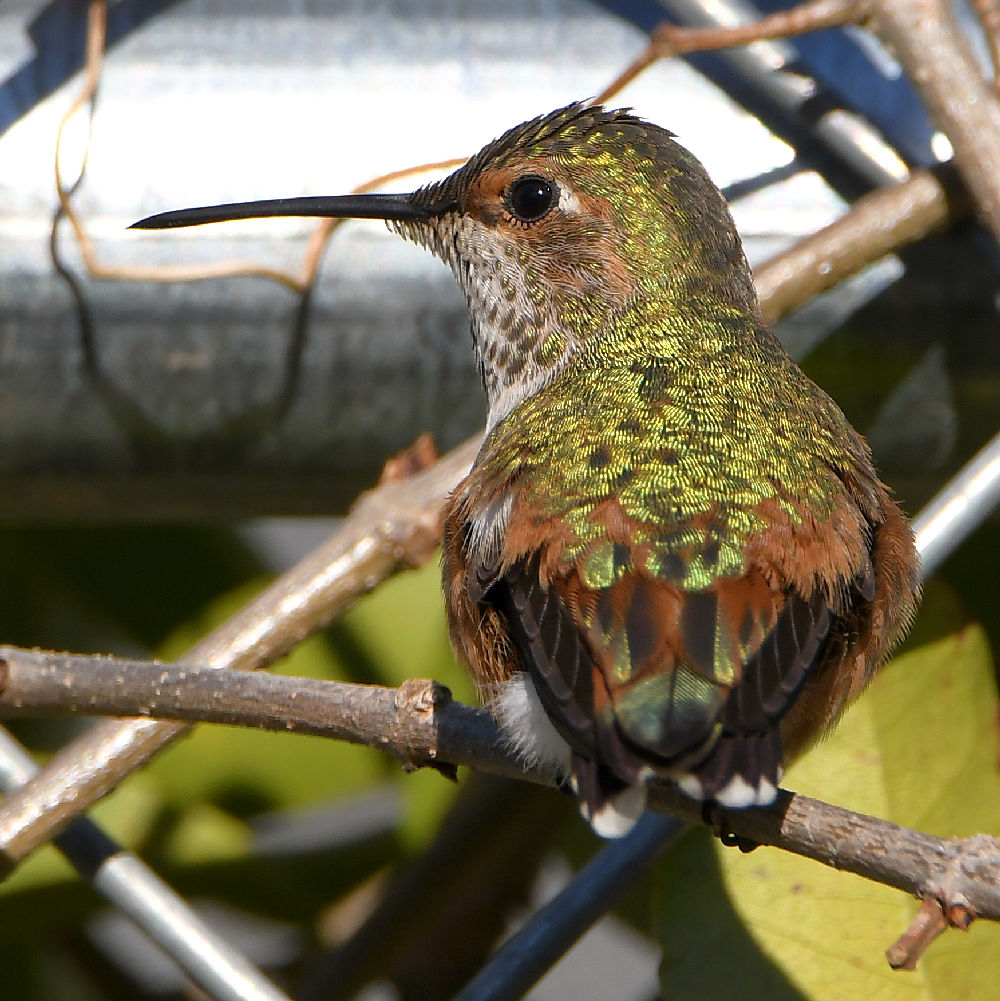 Hummer12.jpg
