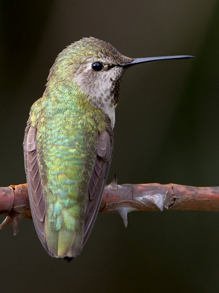 Hummer12.jpg