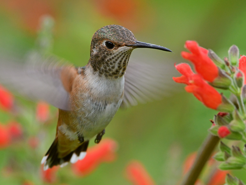 Hummer12.jpg
