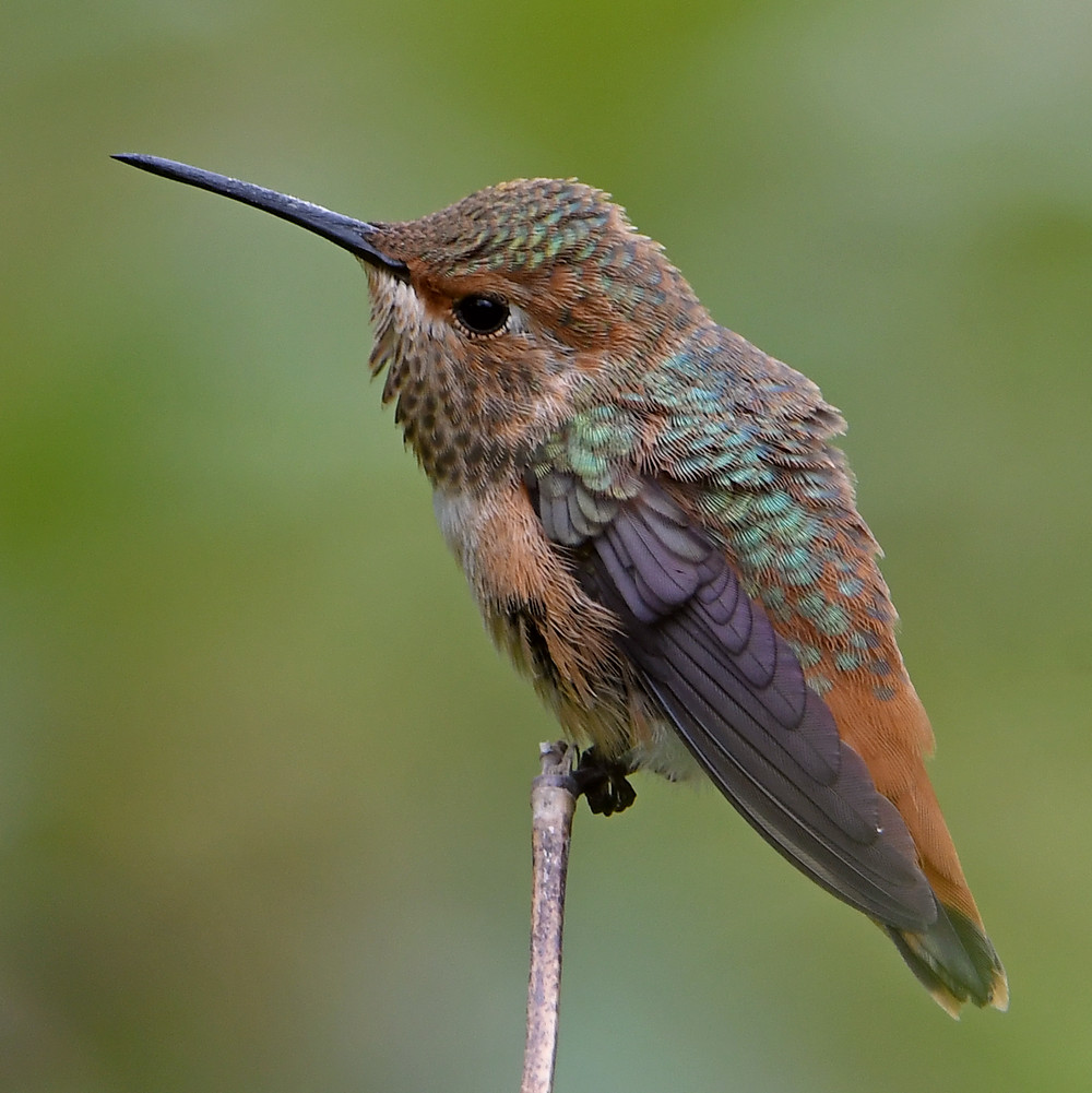 Hummer12.jpg