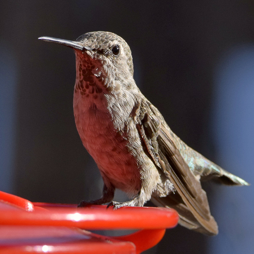 Hummer12.jpg