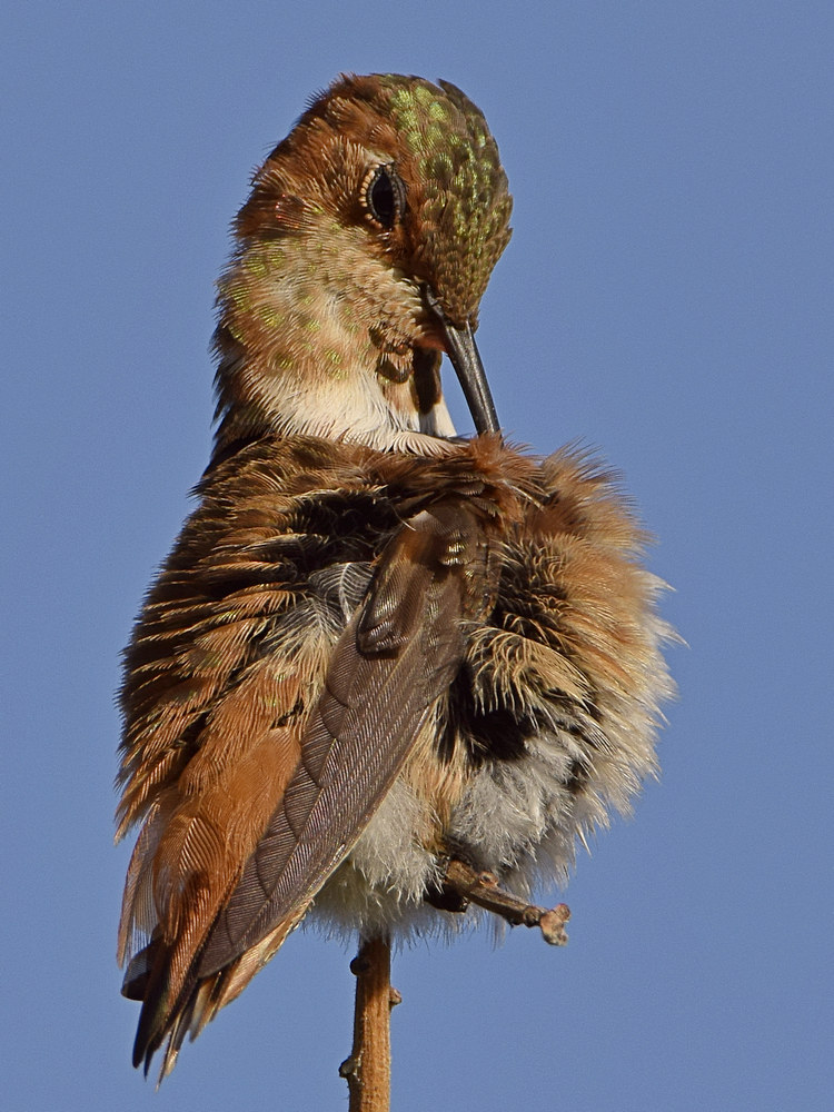 Hummer12.jpg