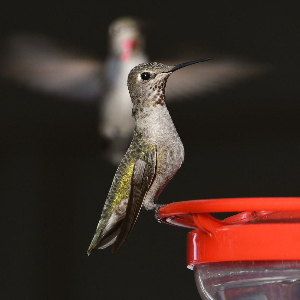 Hummer12.jpg