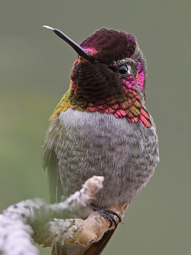 Hummer12.jpg