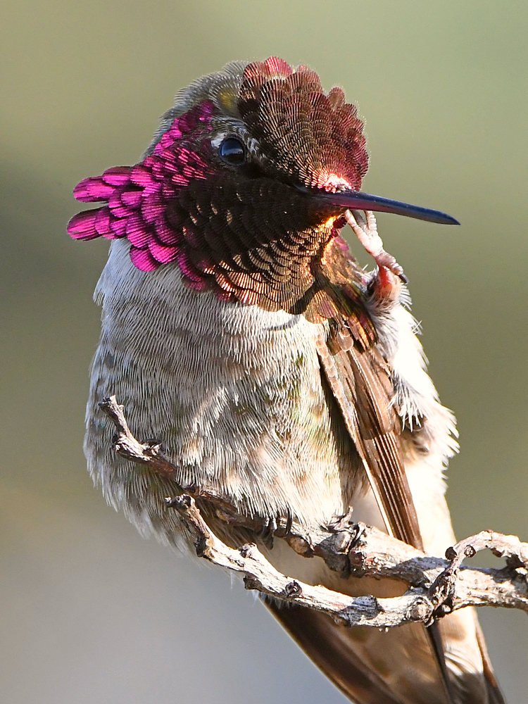 Hummer12.jpg