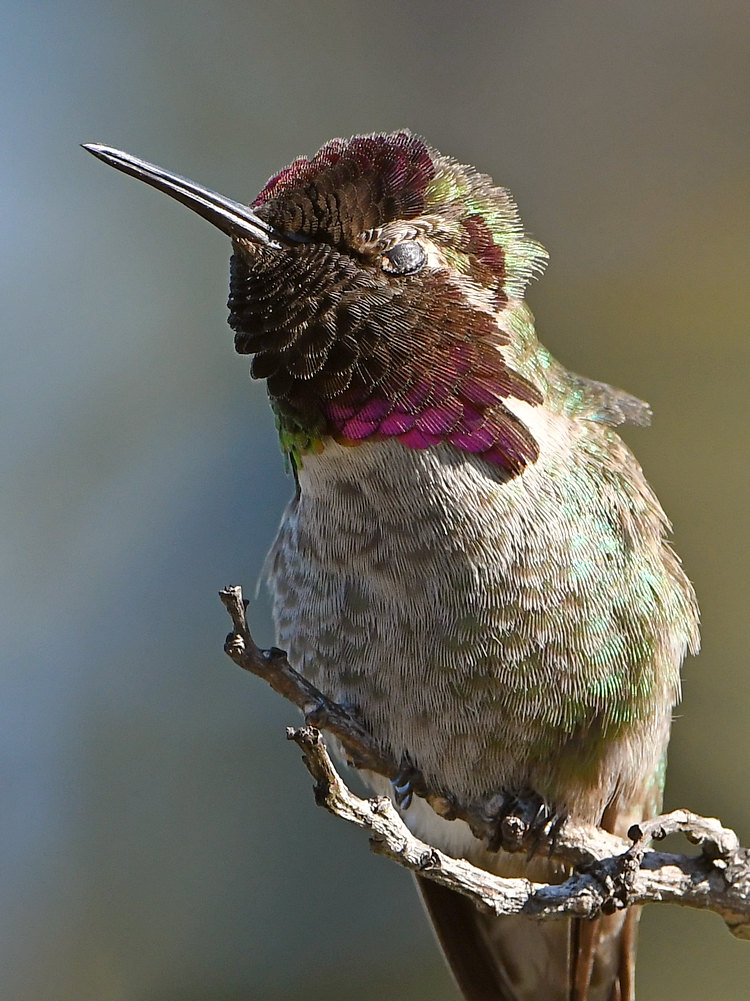 Hummer12.jpg