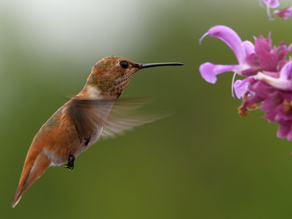 Hummer12.jpg