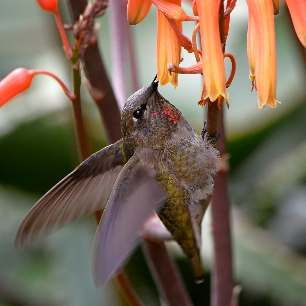 Hummer12.jpg