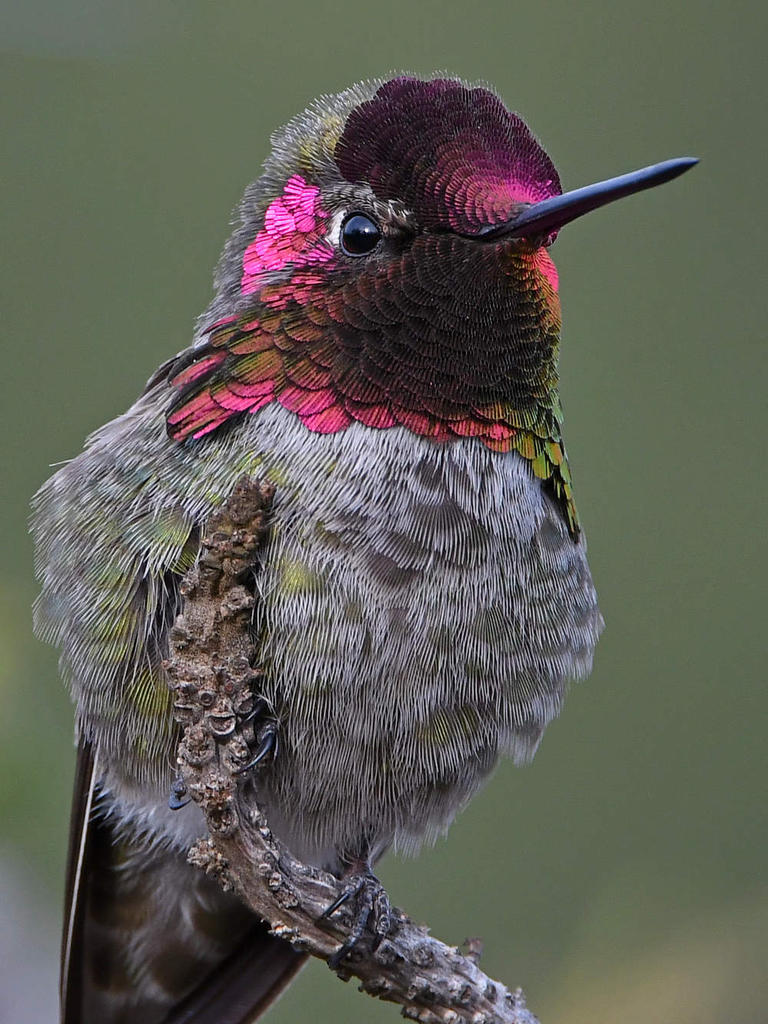 Hummer12.jpg