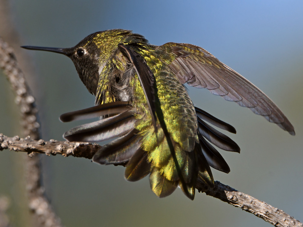 Hummer12.jpg