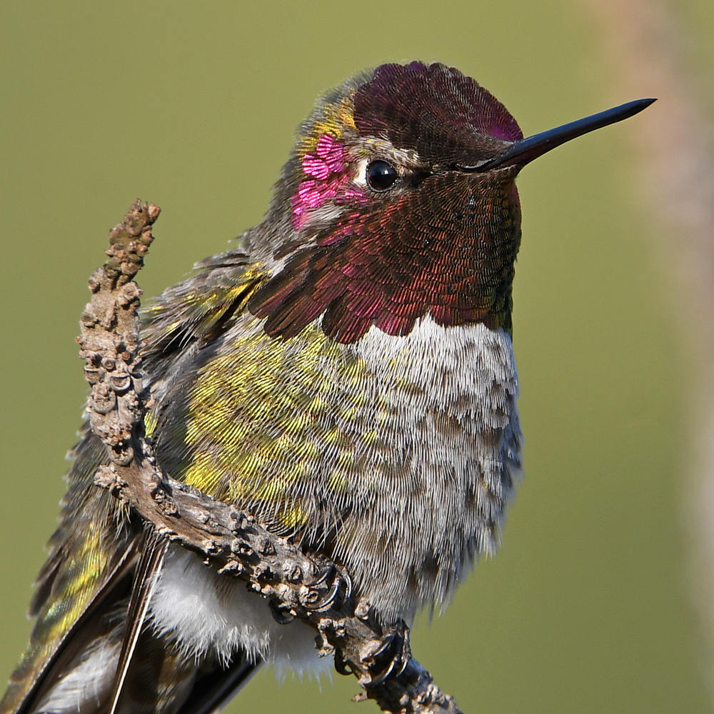 Hummer12.jpg