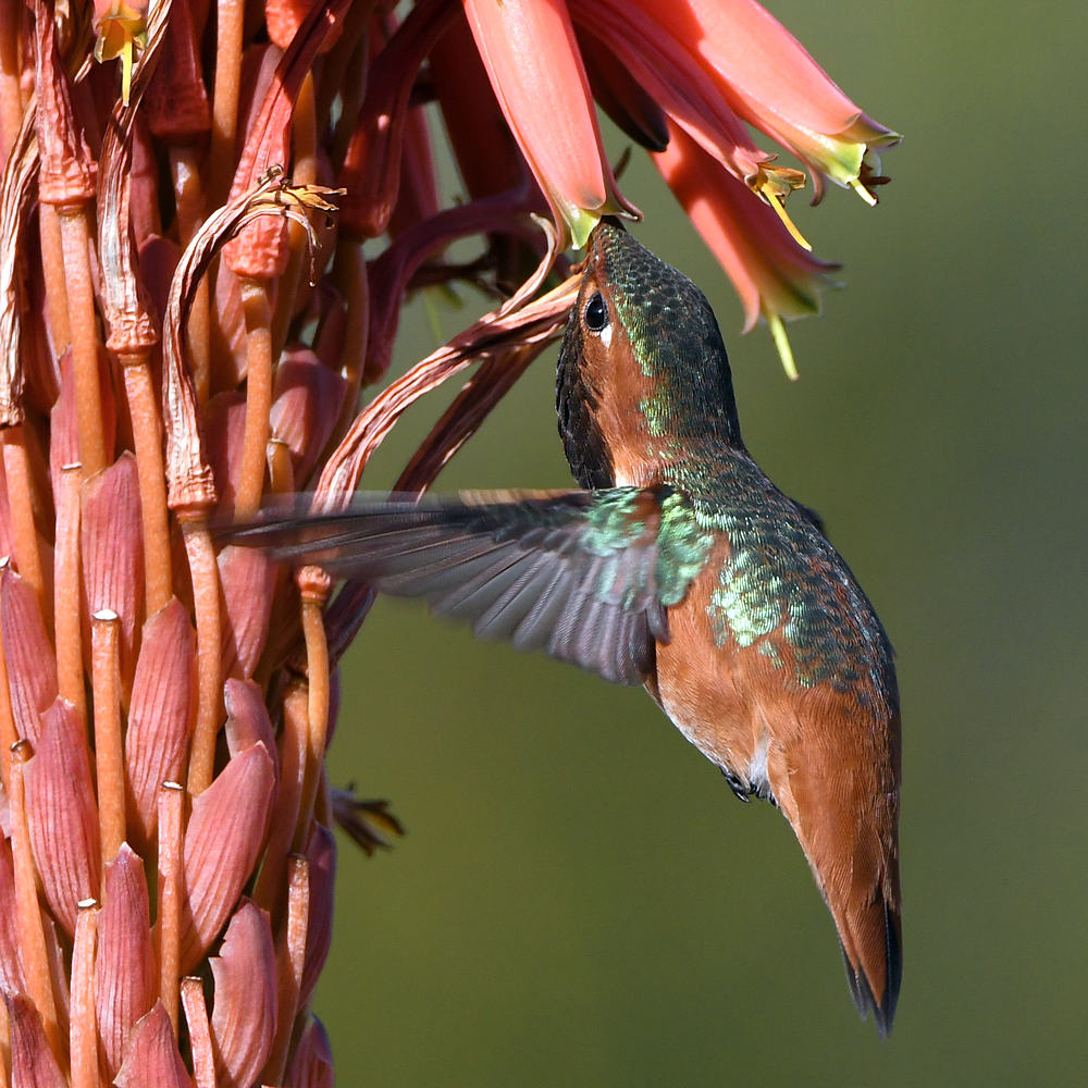 Hummer12.jpg