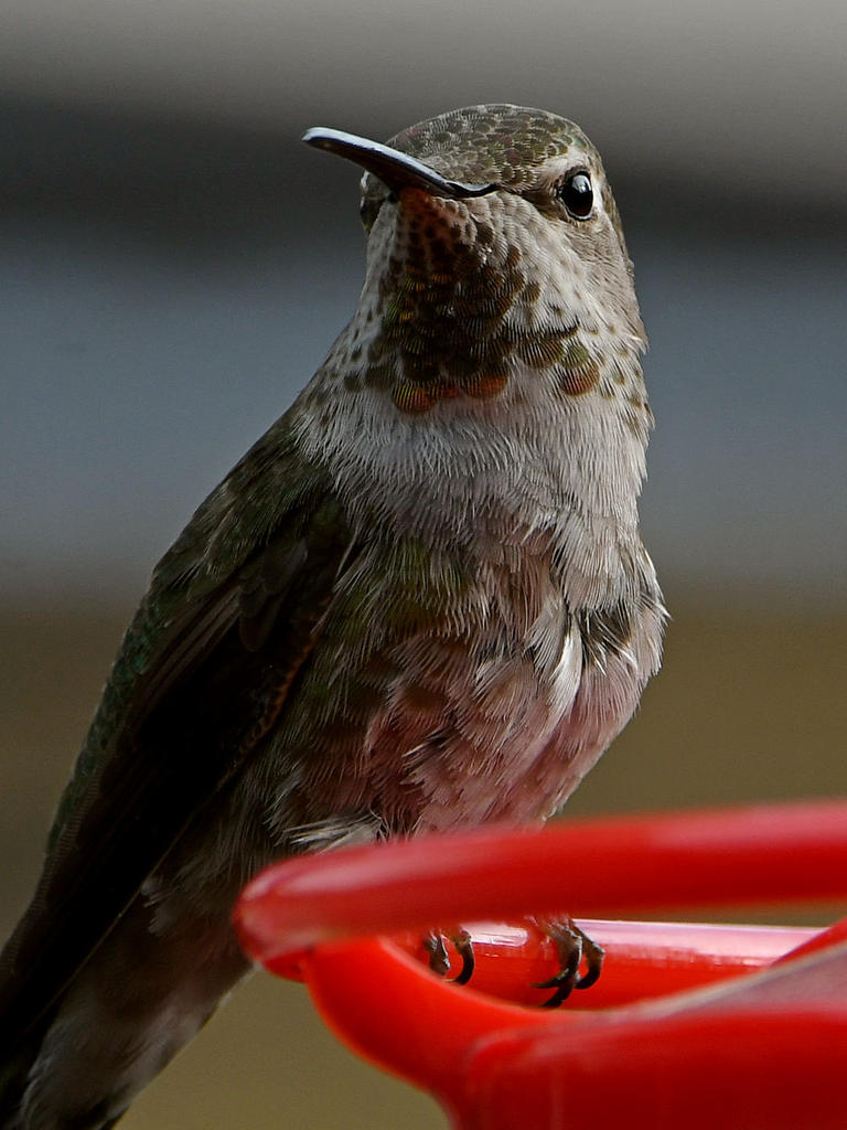 Hummer12.jpg