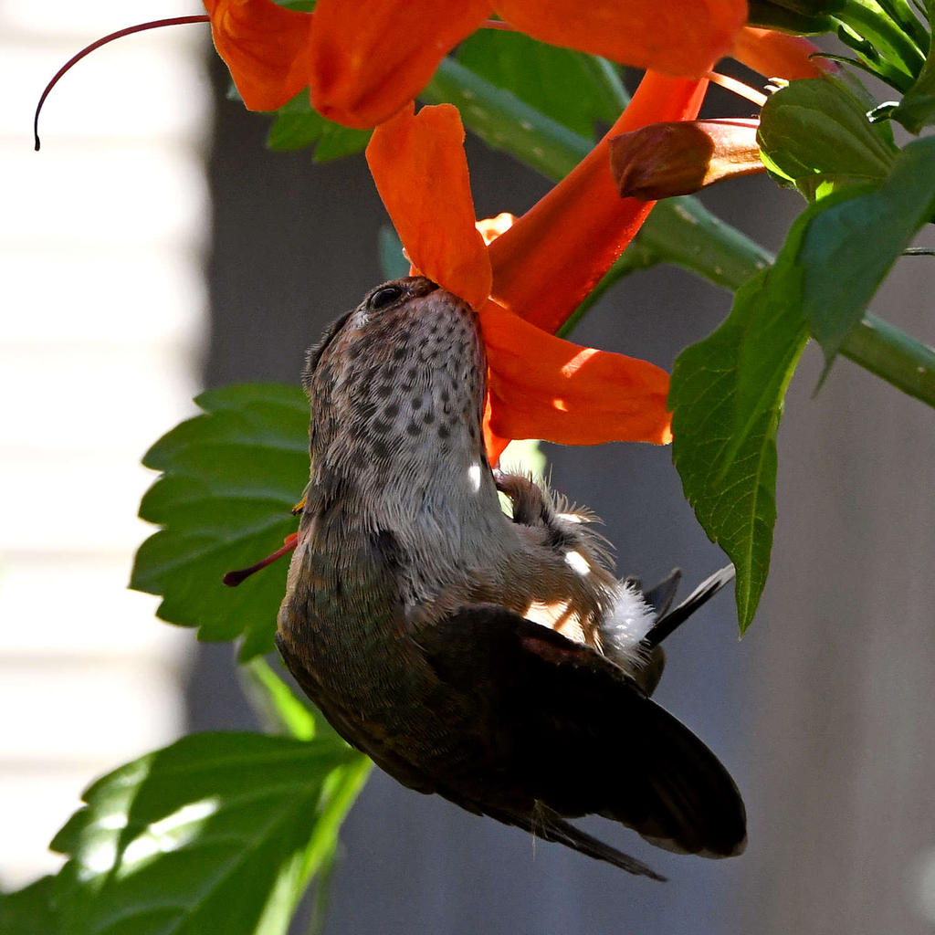Hummer12.jpg