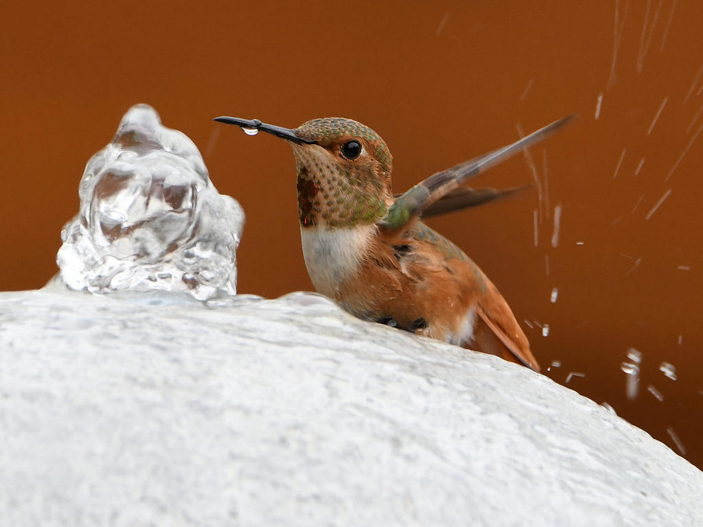 Hummer12.jpg