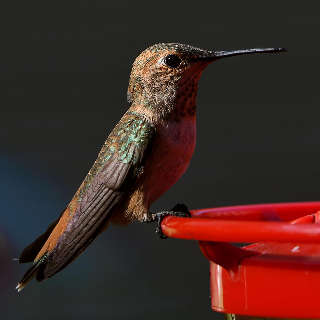 Hummer12.jpg