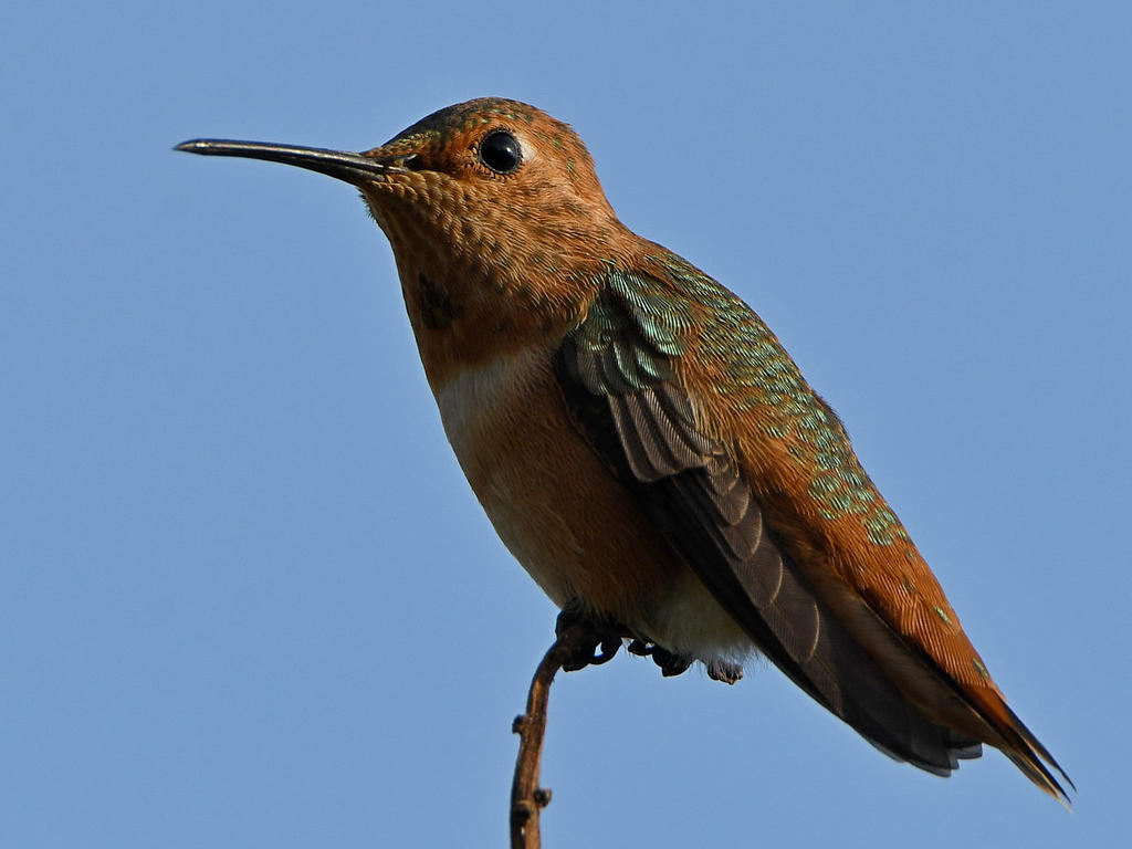 Hummer12.jpg