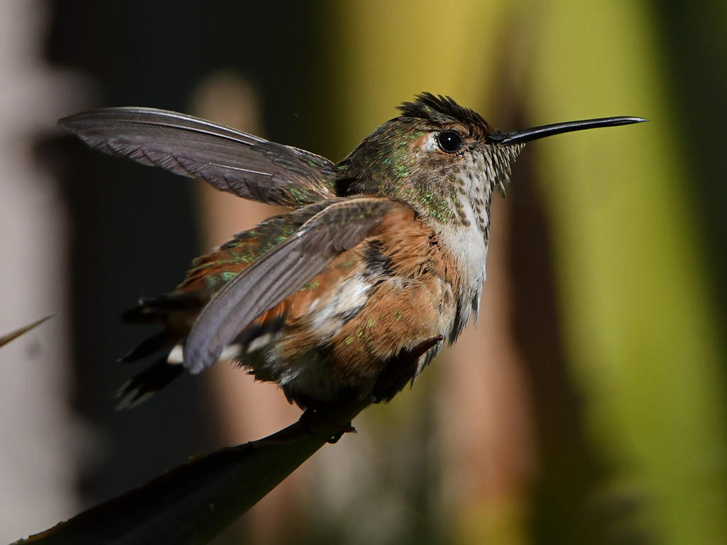 Hummer12.jpg