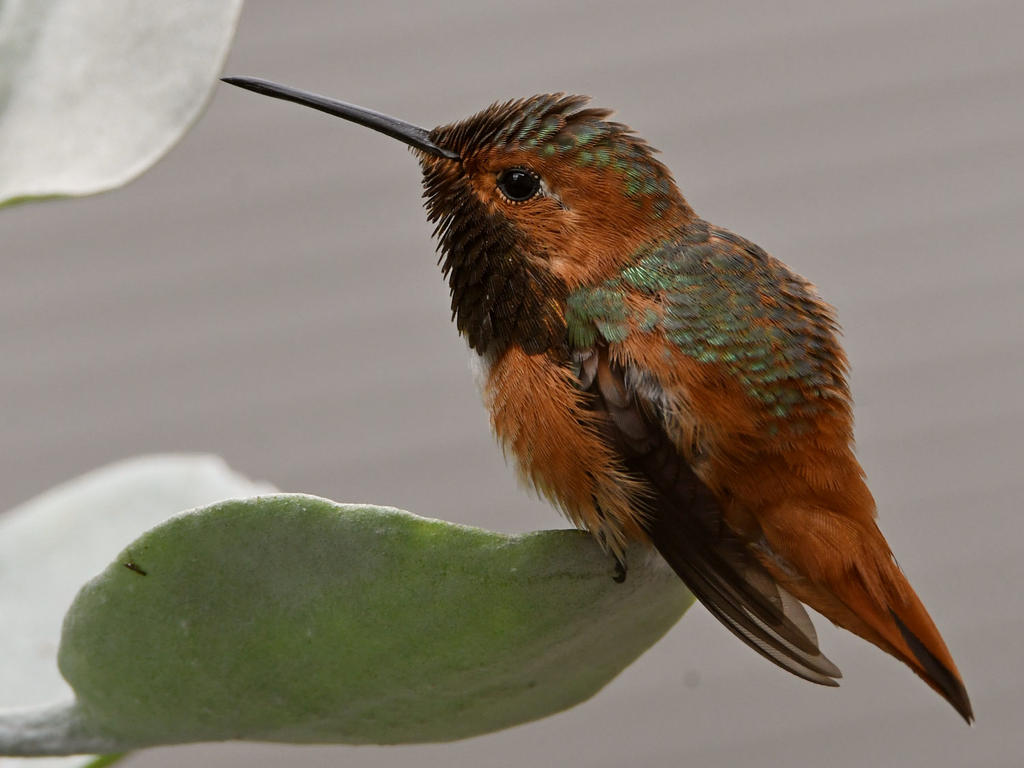 Hummer12.jpg