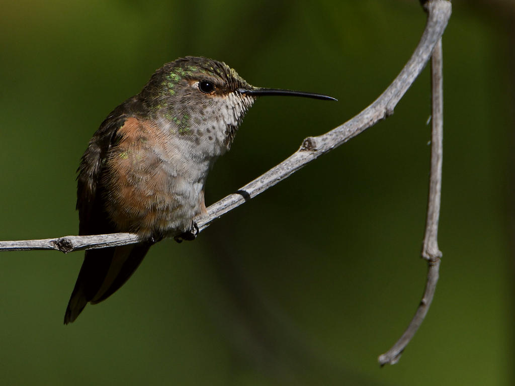Hummer12.jpg